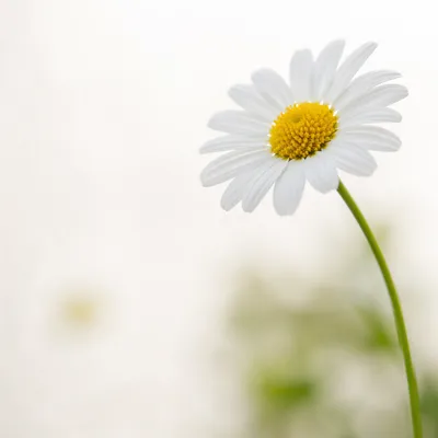 White Daisy Bloom in Minimal Garden Light