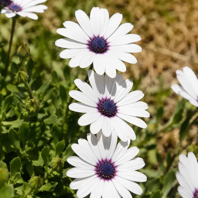 White Daisy Flowers in Simple Garden
