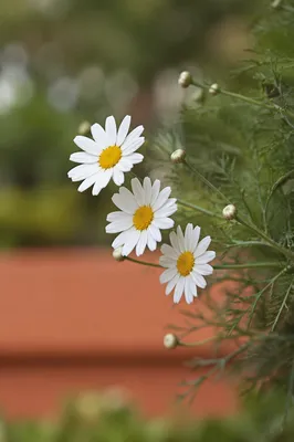 White Daisy Flowers in Quiet Garden