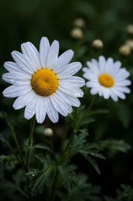 Dewy White Daisies in Quiet Garden