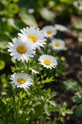 White Daisies in Peaceful Garden Light