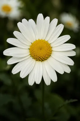 White Daisy Bloom in Simple Garden