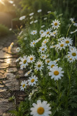 White Daisy Garden at Morning Dew