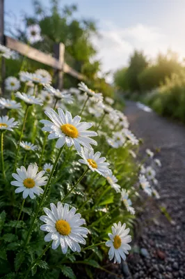 White Daisy Garden at Sunrise