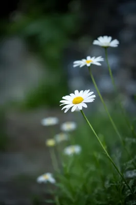 White Daisy Flowers in Quiet Garden