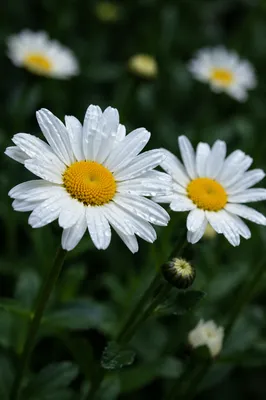 White Daisy Flowers After Gentle Rain