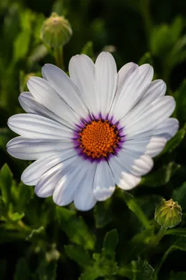 White Daisy Bloom in Simple Garden