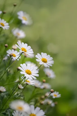 White Daisy Flowers in Quiet Garden