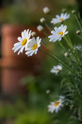 White Daisy Flowers in a Quiet Garden