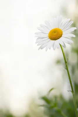 Single White Daisy in Airy Garden Light