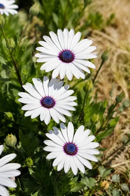 White Daisy Flowers in Simple Garden