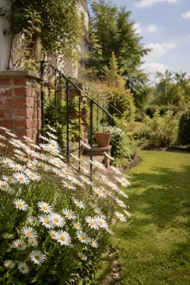 White Daisy Flowers in Simple Cottage Garden