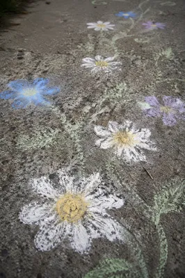 White Daisy Chalk Garden on Concrete