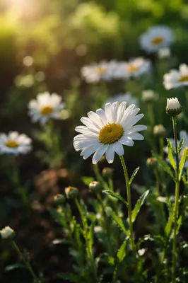 White Daisies in Morning Garden Light