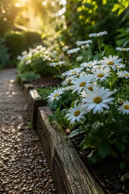 White Daisies in Peaceful Morning Garden