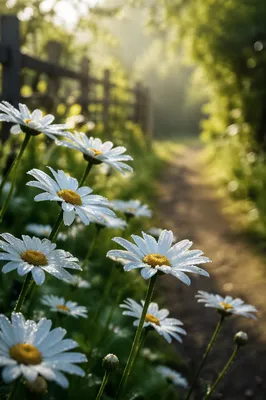 White Daisies in a Peaceful Cottage Garden