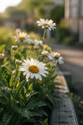 White Daisies in Peaceful Cottage Garden