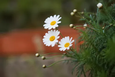 White Daisy Blooms in Quiet Garden