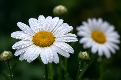 Dewy White Daisies in Quiet Garden