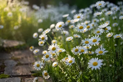 White Daisy Garden Path at Dawn
