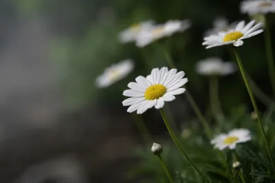 White Daisy Flowers in Quiet Garden