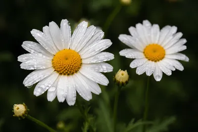 White Daisy Flowers After Rain