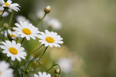 White Daisy Flowers in Quiet Garden