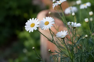 White Daisy Flowers in Quiet Garden