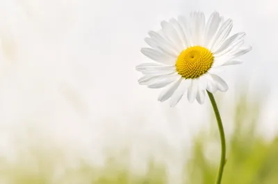 Single White Daisy in Airy Garden