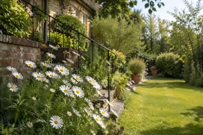 White Daisy Cottage Garden in Spring
