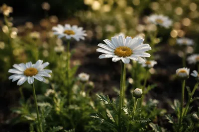 White Daisies in a Peaceful Cottage Garden