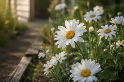 White Daisies in Peaceful Cottage Garden