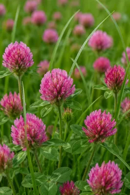 Natural Wildflower Meadow with Pink Blooms