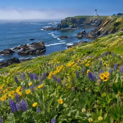 Coastal Wildflower Meadow Above Ocean Cove