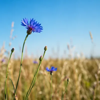 Blue Wildflowers in Summer Meadow Light
