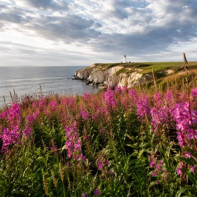 Coastal Wildflower Meadow with Distant Lighthouse