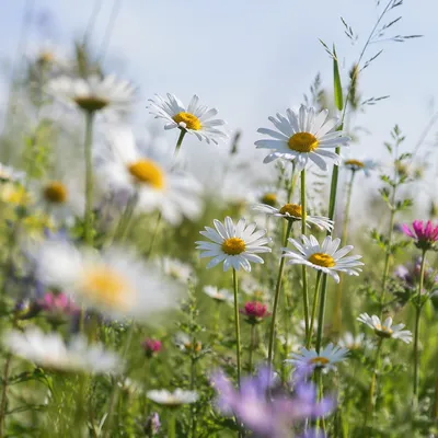 Peaceful Wildflower Meadow with White Daisies