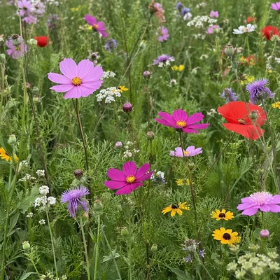 Natural Mixed Wildflower Meadow Close View