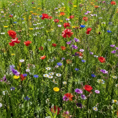 Summer Wildflower Meadow in Full Bloom