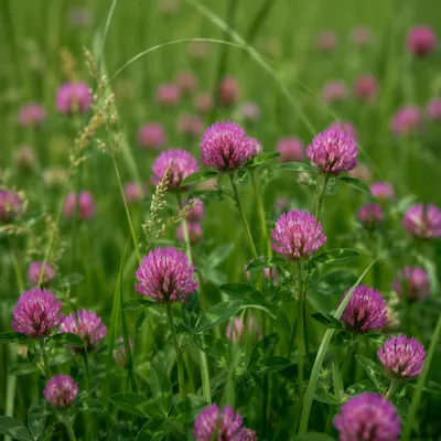 Natural Wildflower Meadow with Pink Clover Blooms