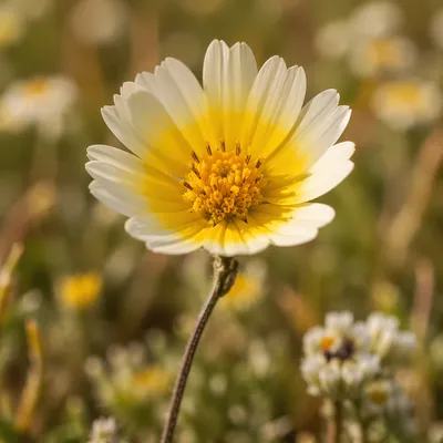 Delicate Wildflower in Sunlit Meadow