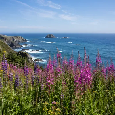 Coastal Wildflower Meadow Over Blue Ocean