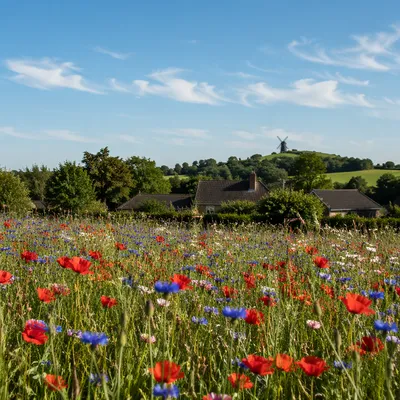 Summer Wildflower Meadow with Countryside Cottages