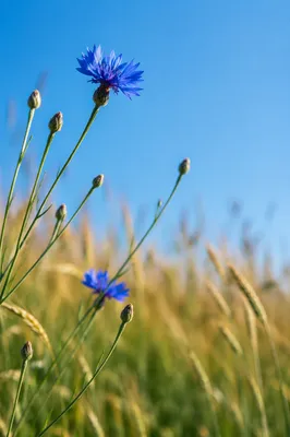 Blue Wildflowers in Golden Summer Meadow