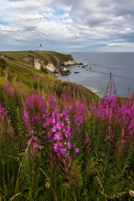 Coastal Wildflower Meadow Overlooking Lighthouse Cliffs