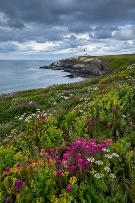Coastal Wildflower Meadow with Distant Lighthouse