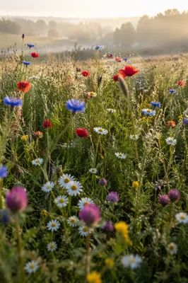 Sunlit Wildflower Meadow in Mixed Bloom
