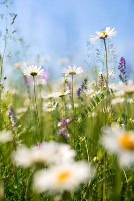 Sunlit Wildflower Meadow with White Daisies