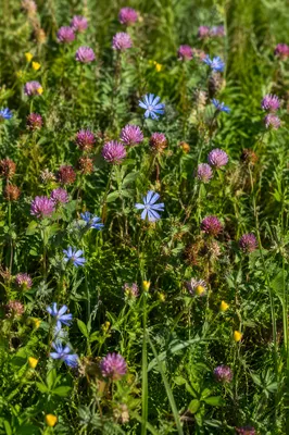 Natural Mixed Wildflower Meadow Close-Up