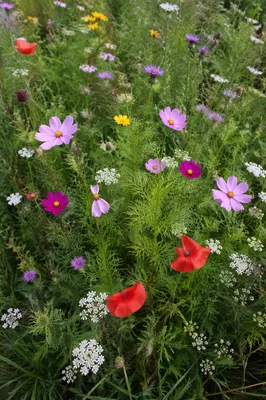 Natural Mixed Wildflower Meadow Close View